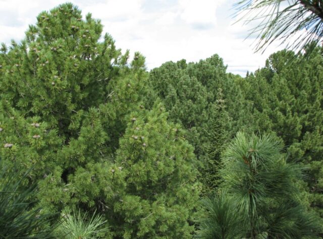 Кедровый лес