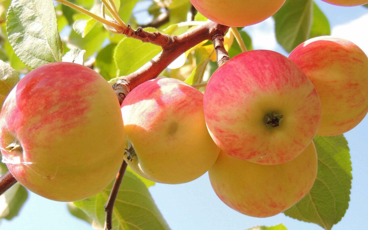 Мудрецы дольменов о еде.