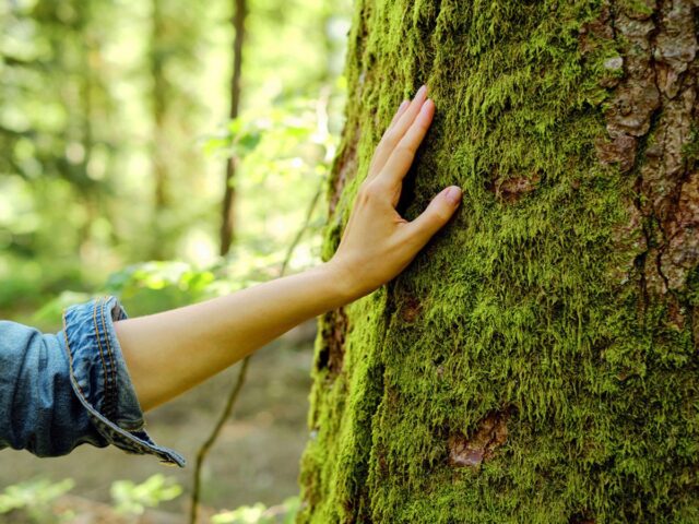 Как общаться с растениями